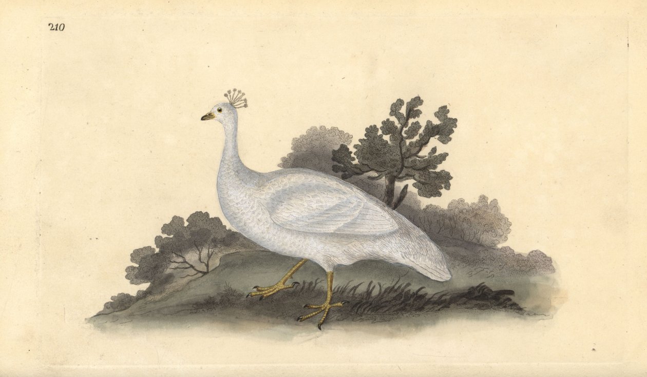 Weißhaubenpfau (weiblich), Pavo cristatus. Handkolorierte Kupferstich von Edward Donovan aus seiner Natural History of British Birds, London von Edward Donovan