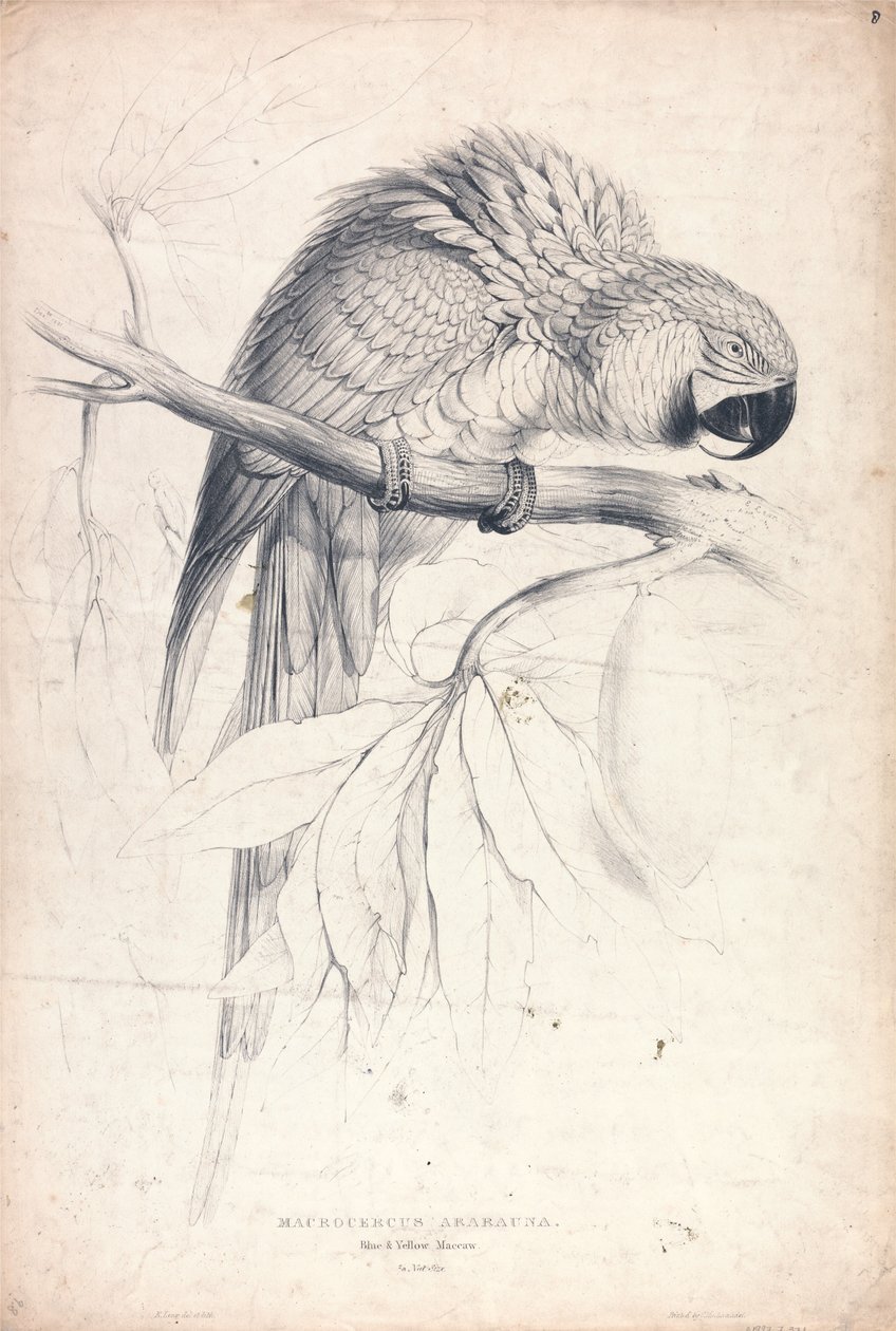 Blau- und Gelbara (Tafel 8) von Edward Lear
