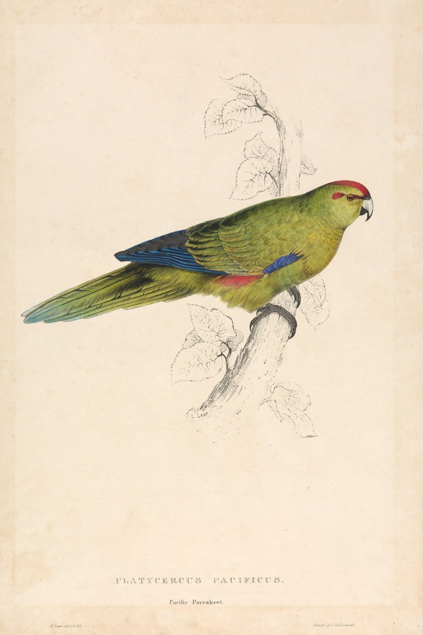 Platycercus Pacificus / Pazifik-Sittich (Tafel 26) von Edward Lear