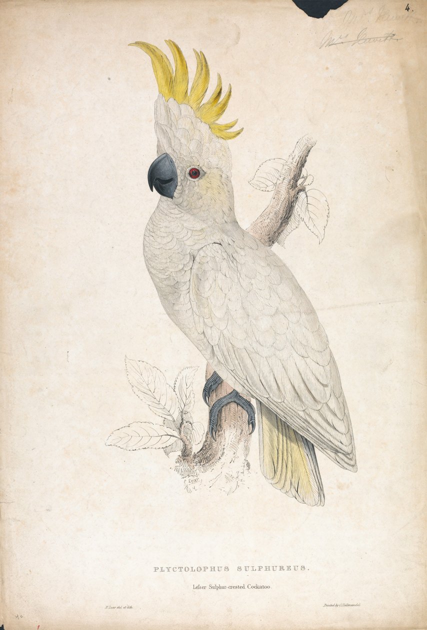 Plyctophus Sulphureus / Kleiner Gelbwangenkakadu (Tafel 4) von Edward Lear