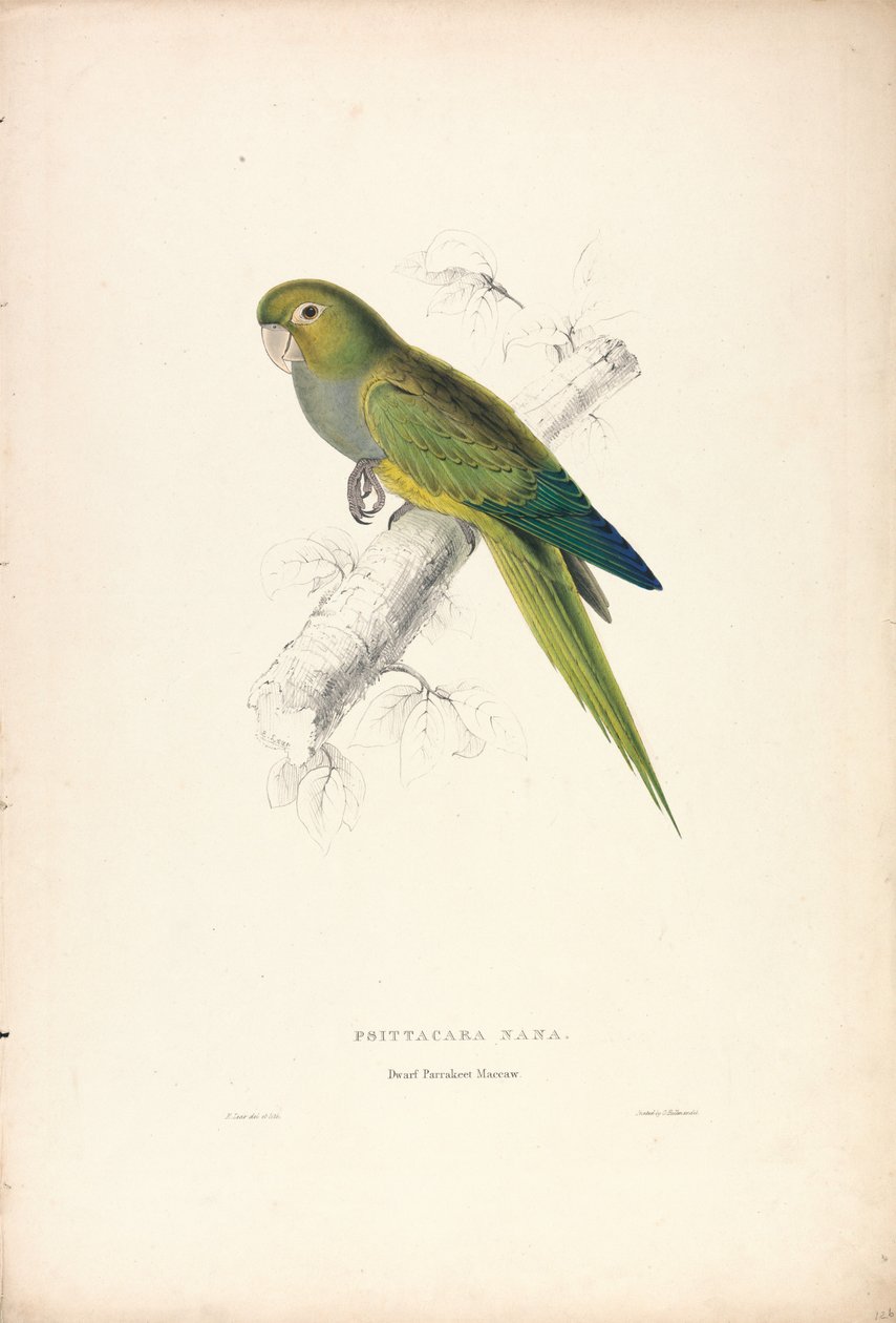 Psittacara Naria / Zwergsittich Maccaw (Tafel 12) von Edward Lear