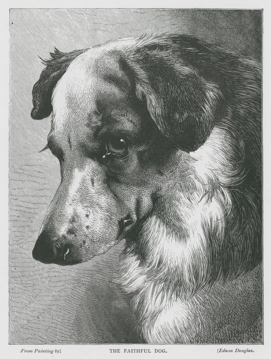 Der treue Hund (Gravur) von Edwin Douglas