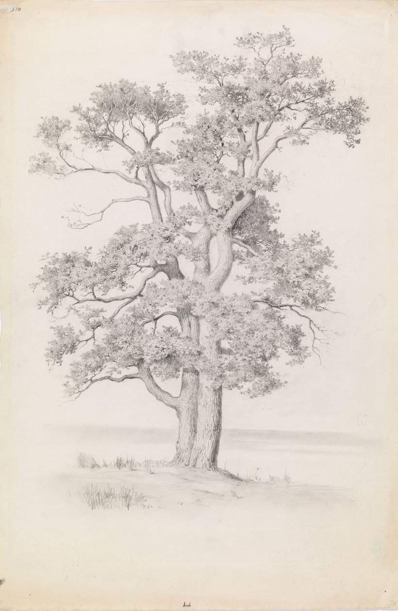 Eiche von Eero Järnefelt