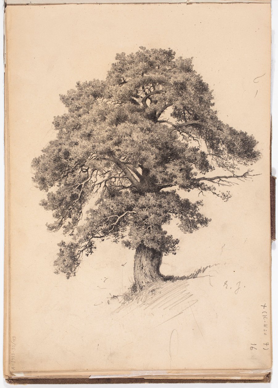 Kiefer, Seite aus Järnefelts Skizzenbuch von Eero Järnefelt