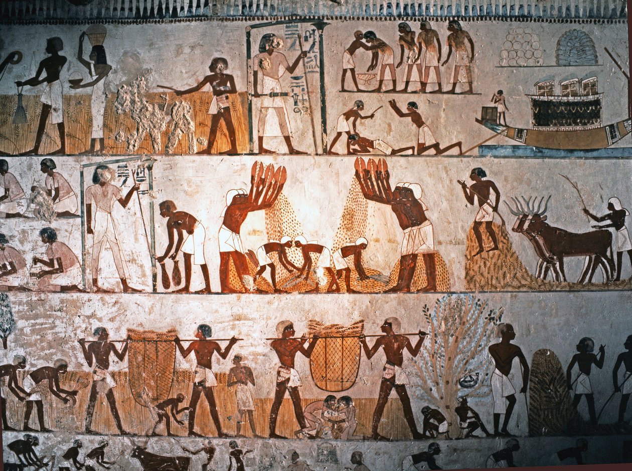 ÄGYPTISCHE KUNST: Ernteszene. Wandmalerei im Grab von Menna in Elwe…, ca. 1400 v. Chr. von Egyptian 18th Dynasty
