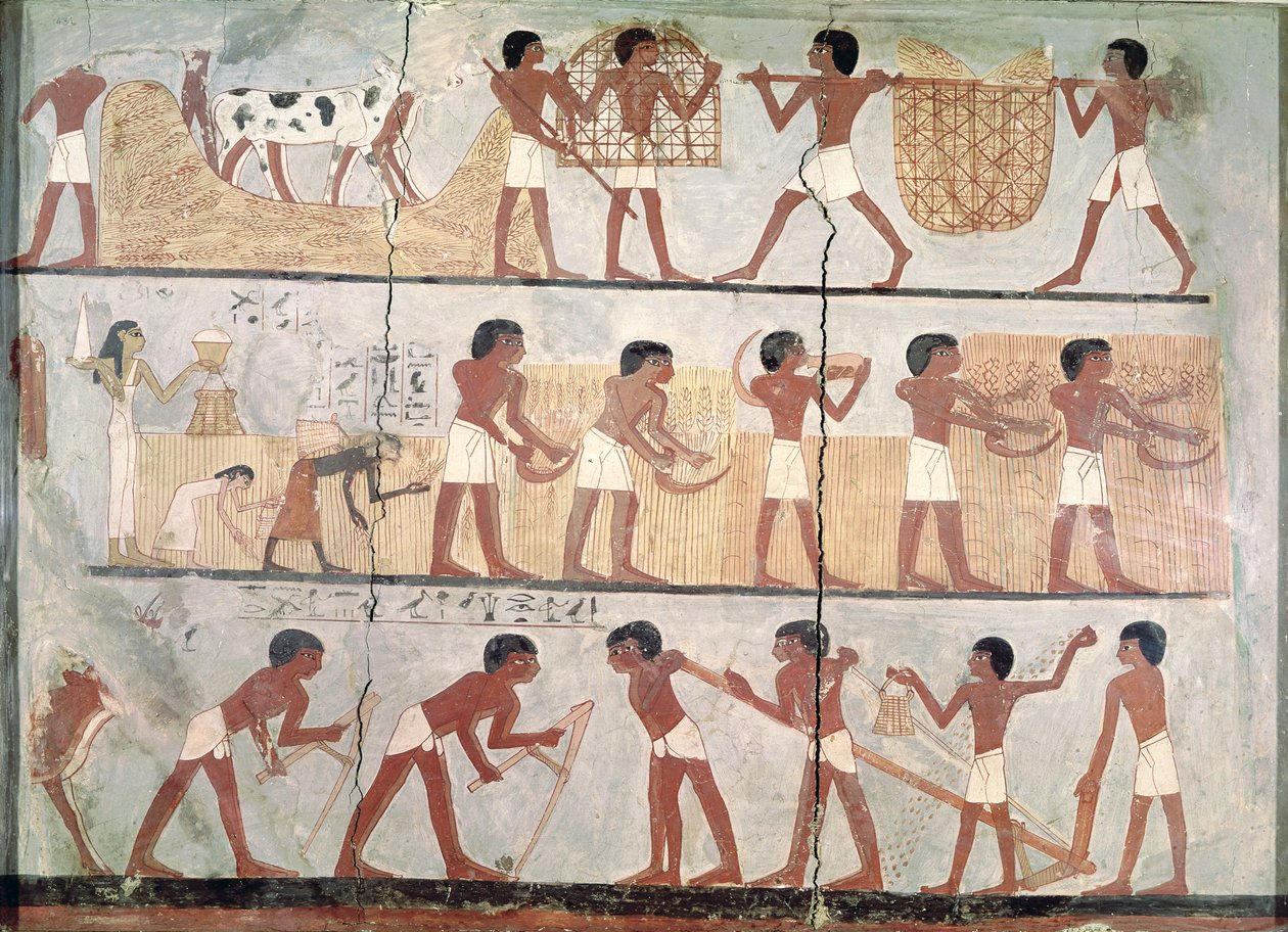 Szenen des Säens und Erntens, aus dem Grab von Unsou, Ost-Theben, Neues Reich (ca. 1555-1080 v. Chr.) von Egyptian 18th Dynasty