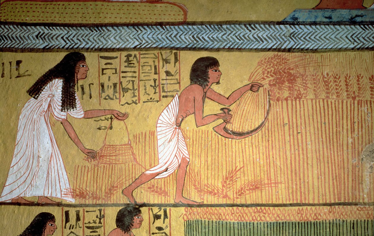 Detail einer Ernteszene an der Ostwand, aus dem Grab von Sennedjem, Das Dorf der Arbeiter, Neues Reich von Egyptian 19th Dynasty