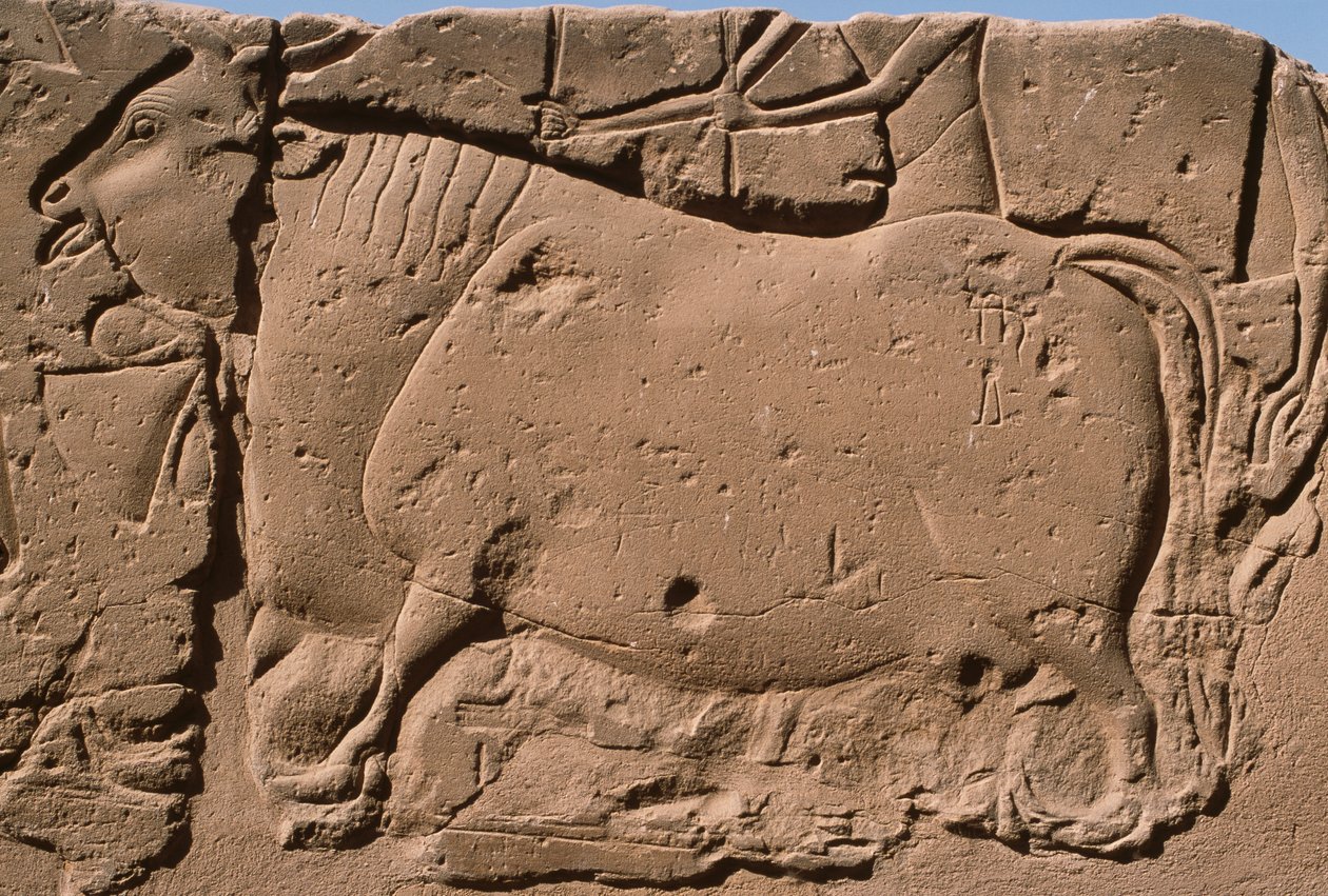 Detail eines Reliefs, das eine Kuh darstellt, Ramses II. (1298-32 v. Chr.) Hof von Egyptian 19th Dynasty