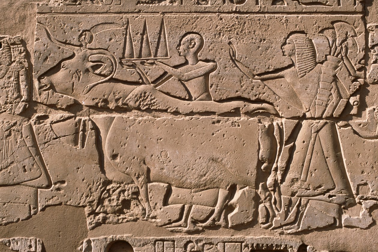 Detail eines Reliefs, das Männer zeigt, die eine Kuh führen, Hof von Ramses II (1298-32 v. Chr.) von Egyptian 19th Dynasty