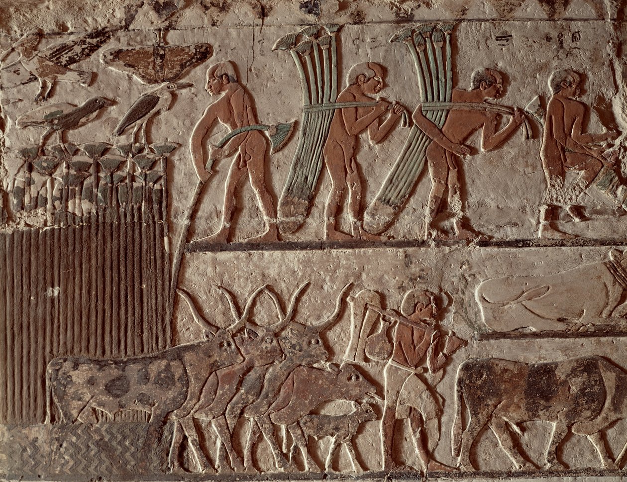 Ernte von Papyrus und eine Gruppe von Kühen, Altes Reich von Egyptian 5th Dynasty