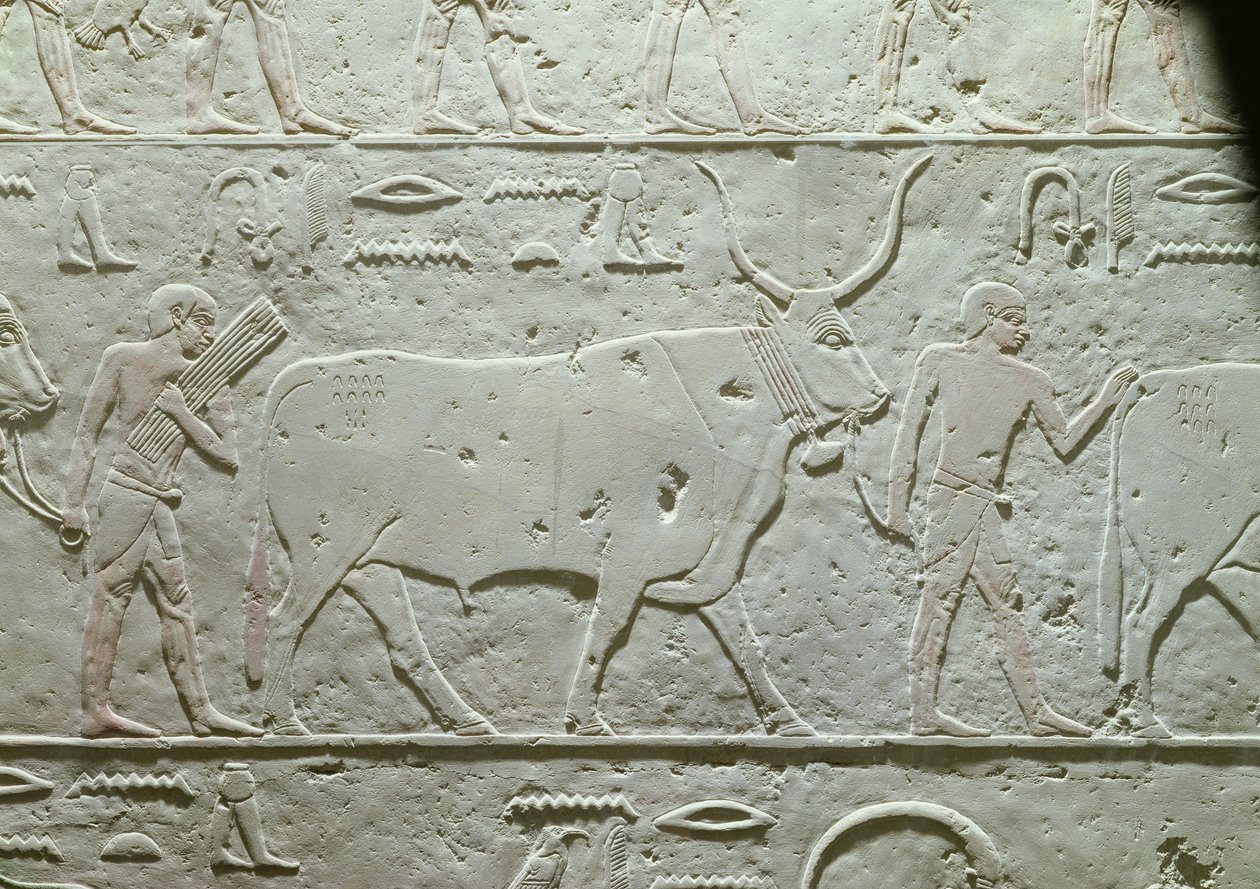 Hirte führt einen Stier, Detail aus der Mastaba des Akhethotep, aus Saqqara, Altes Reich, ca. 2500 v. Chr. von Egyptian 5th Dynasty
