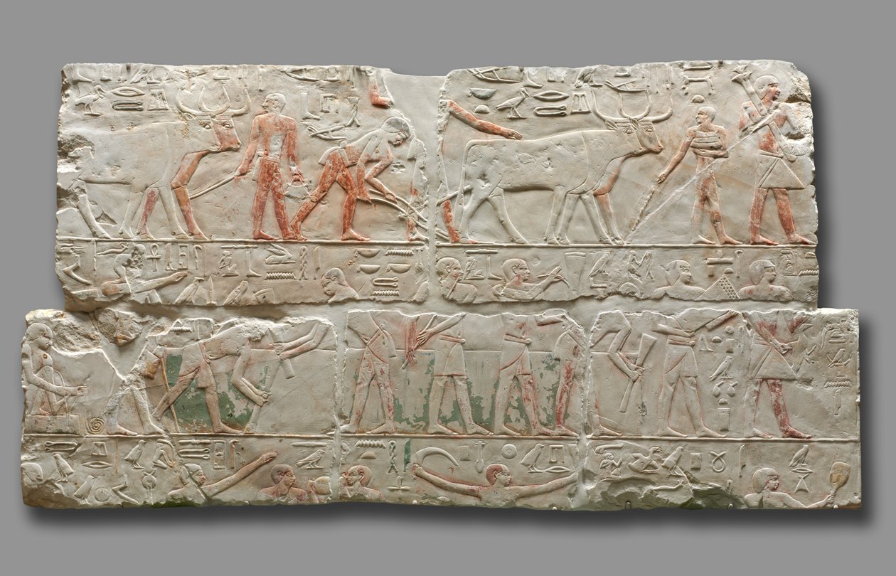 Relief von landwirtschaftlichen Szenen, aus Saqqara, ca. 2311-2281 von Egyptian 6th Dynasty