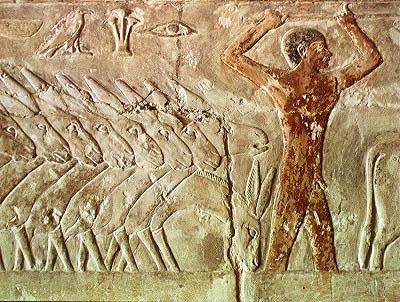 Truppe von Eseln, aus dem Mastaba von Mereruka, Altes Reich von Egyptian 6th Dynasty Egyptian 6th Dynasty