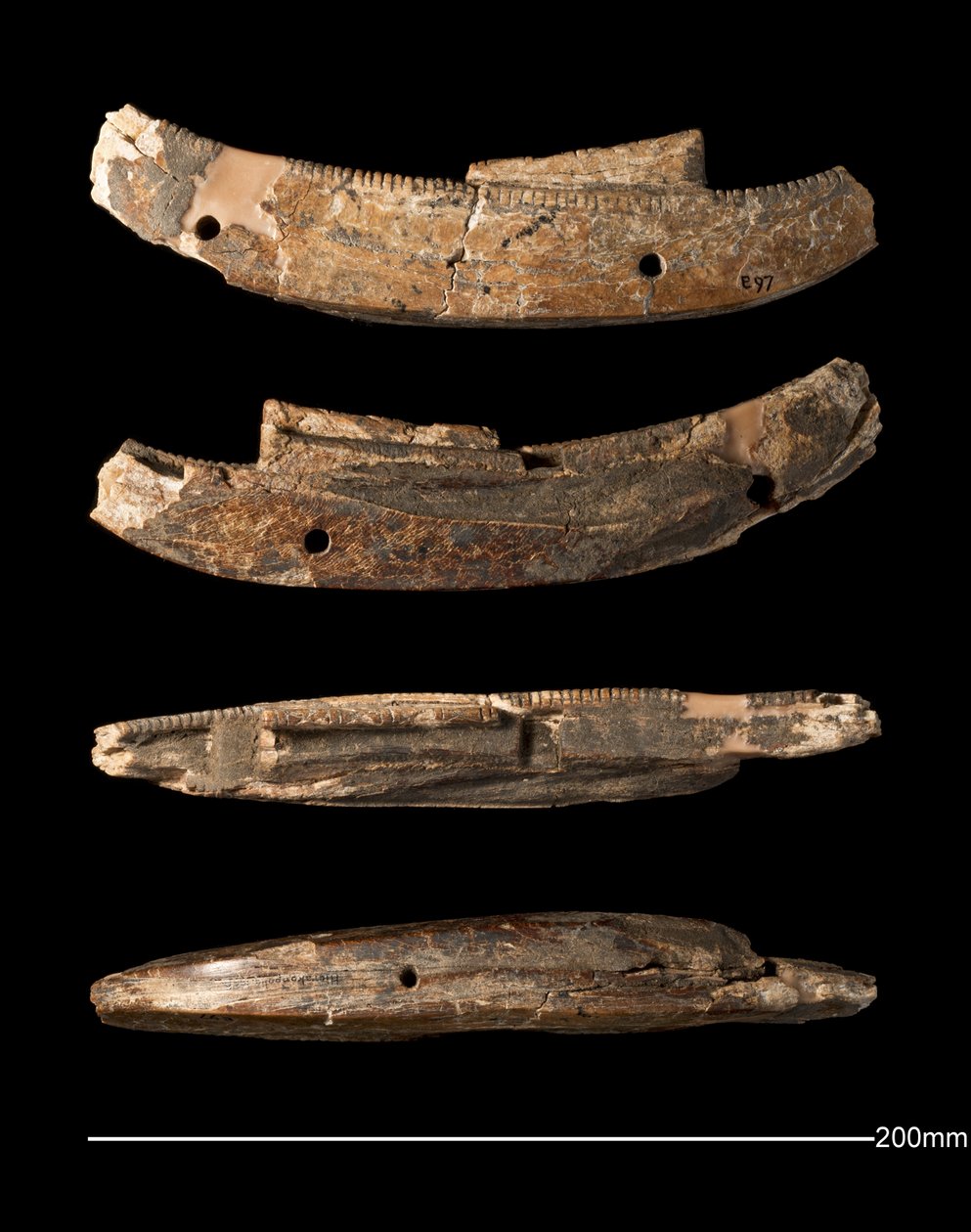 Modellboot, Hierakonpolis, Frühdynastische Periode (ca. 2950 - ca. 2575 v. Chr.) (geschnitztes Elfenbein) von Egyptian Egyptian