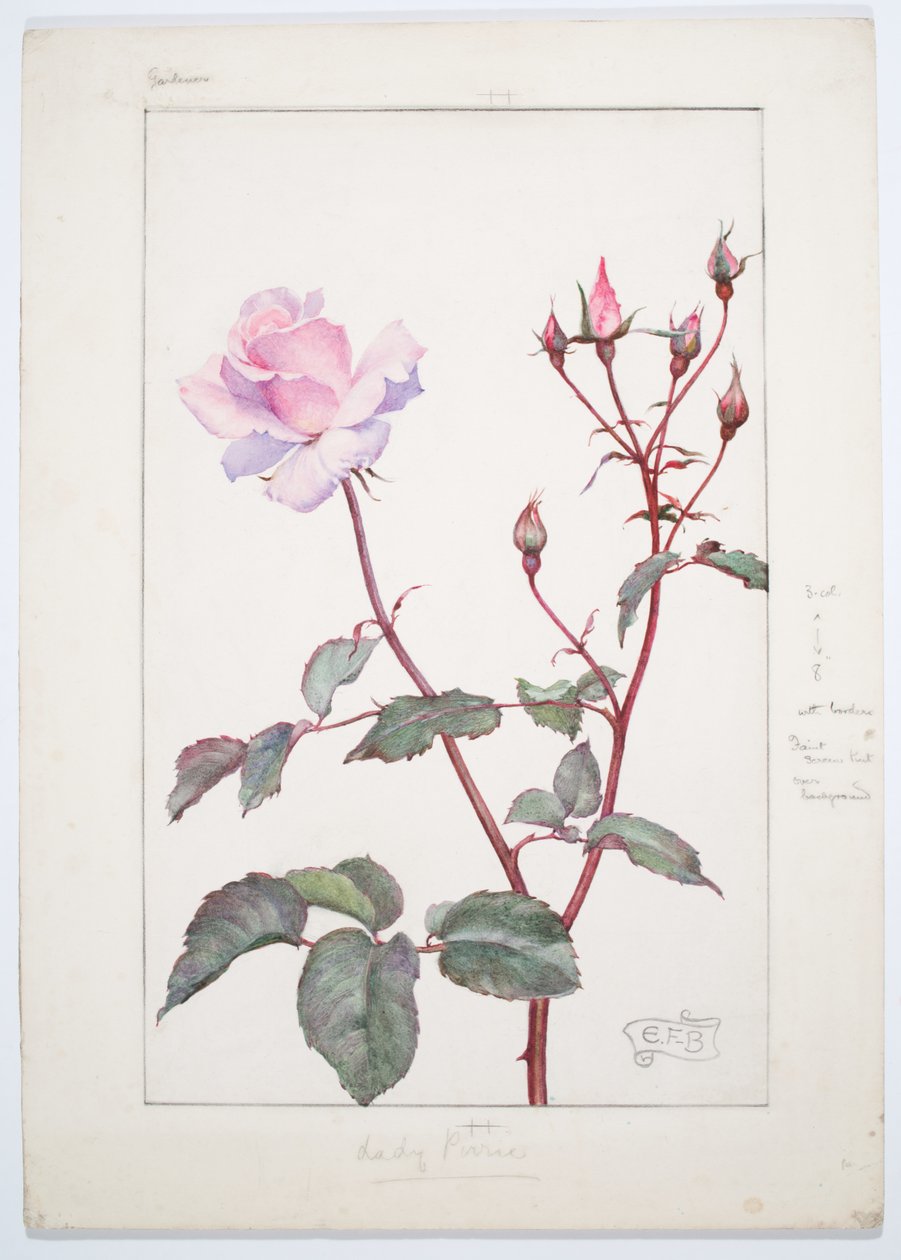 Lady Pirrie Rose, c. 1909 von Eleanor Fortescue-Brickdale