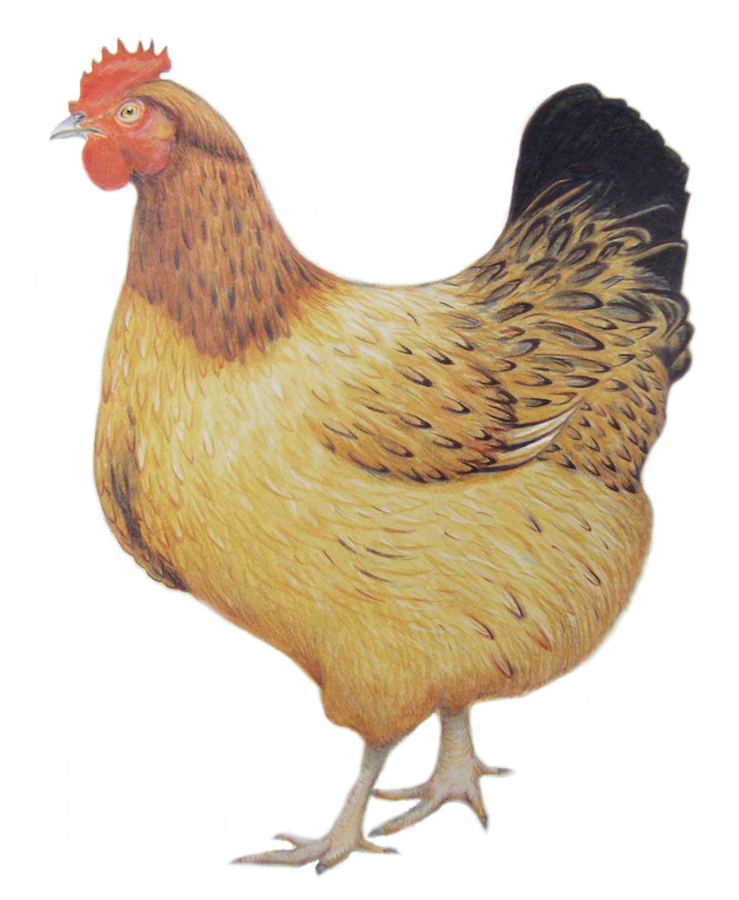 Huhn, 2012 von Eleanor Grafton
