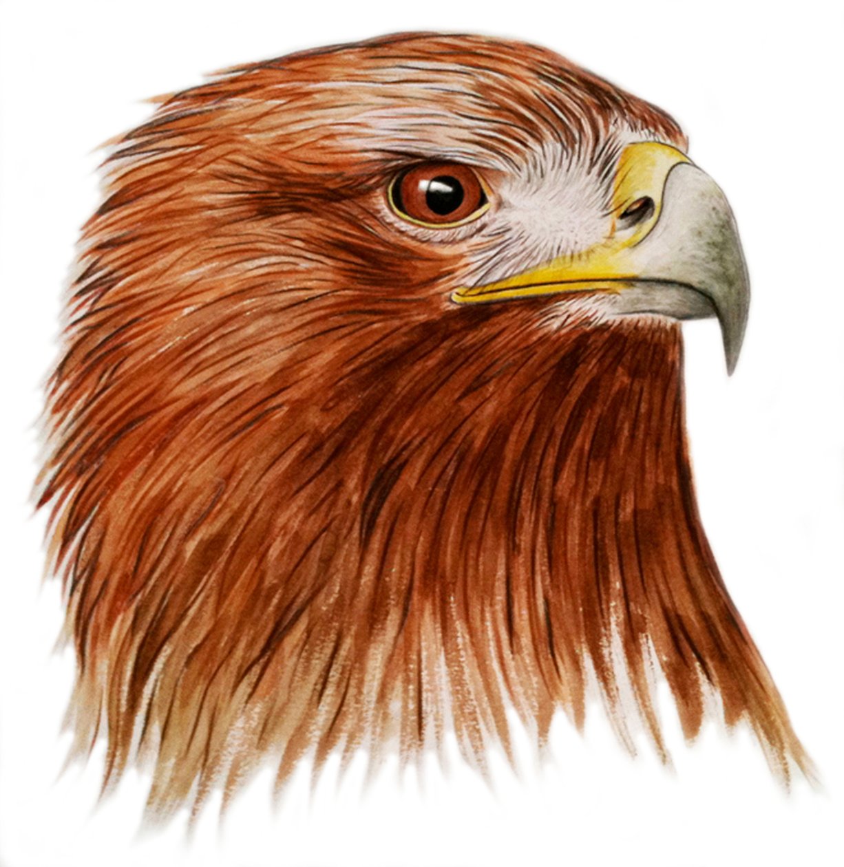 Steinadler von Eleanor Grafton
