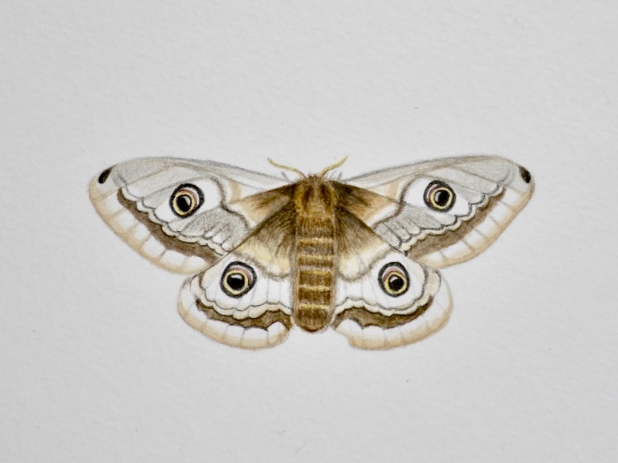 Motte, 2019 von Eleanor Grafton