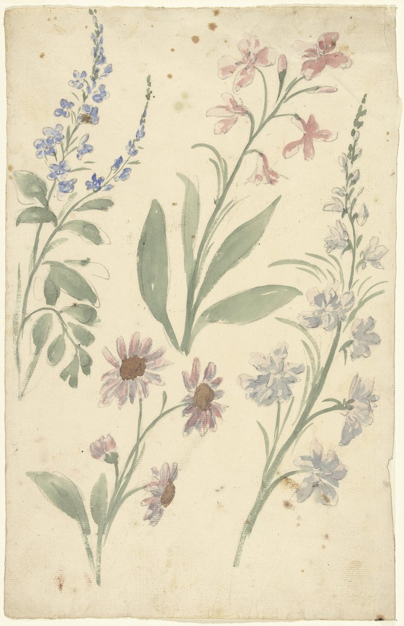 Vier Studien von rosa und blauen Blumen von Elias van Nijmegen