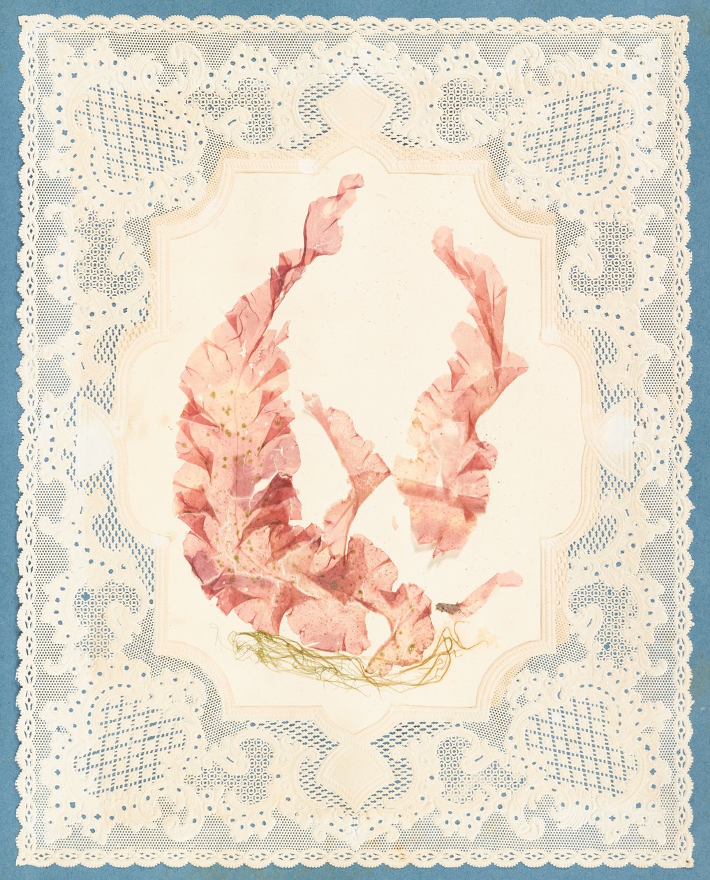 Seetang von Eliza A. Jordson