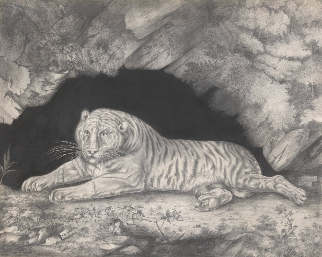 Ein Tiger, der im Eingang einer Höhle liegt von Elizabeth Pringle