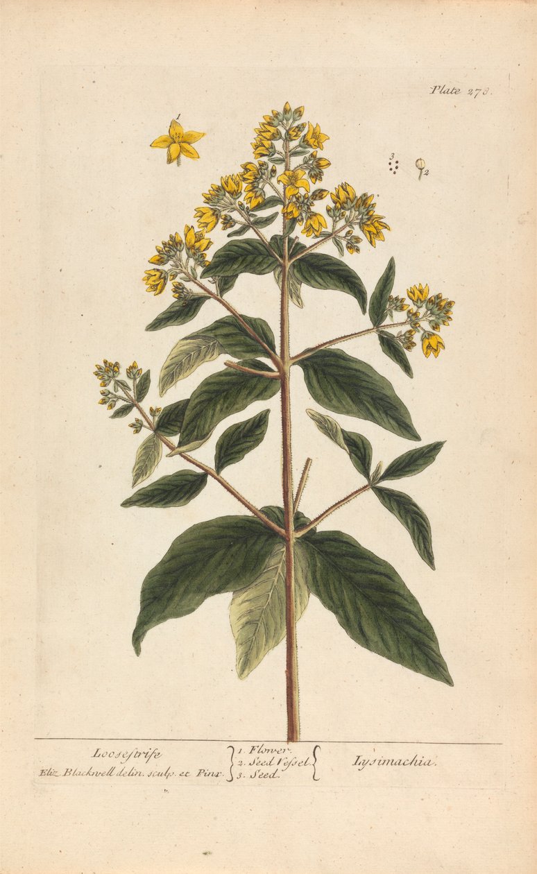 Lysimachia (Felberich), Tafel 278 aus 