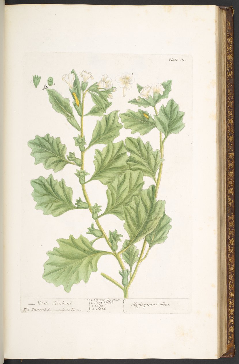 Tafel 111, aus 