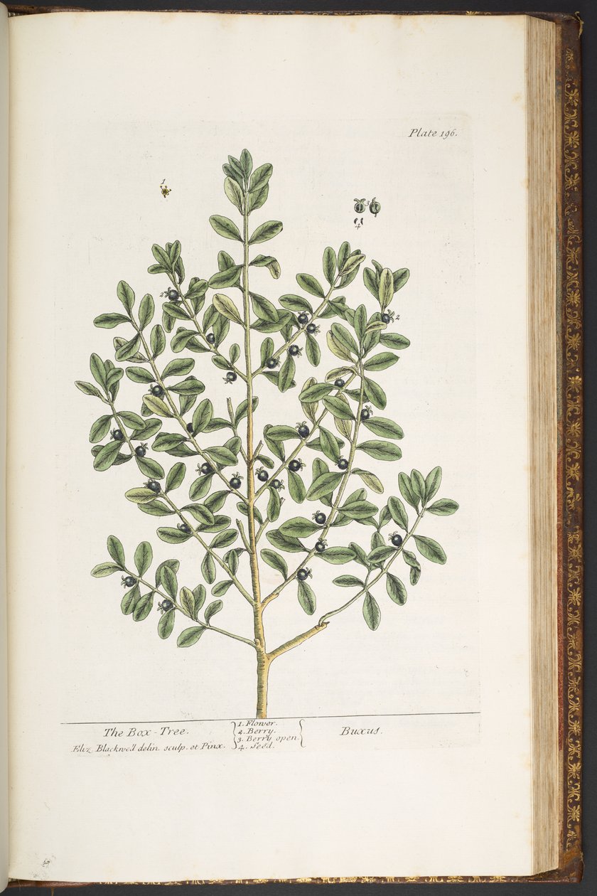 Tafel 196, aus 