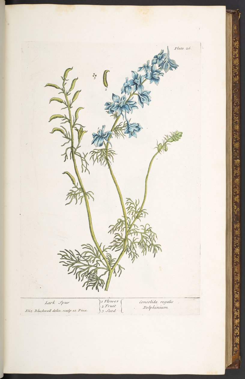 Tafel 26, Rittersporn, aus 