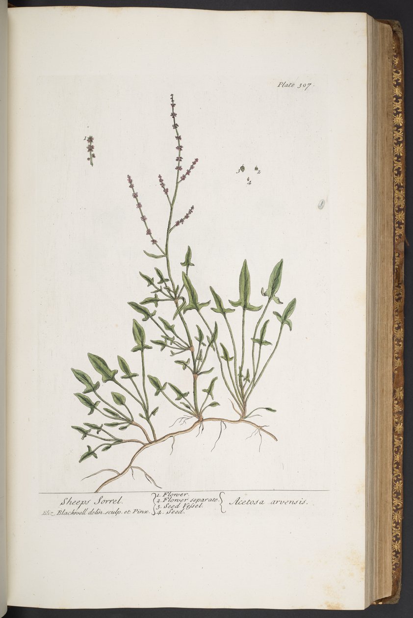 Tafel 307, aus 