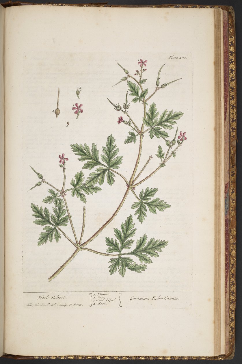 Tafel 480, Herb Robert, aus 