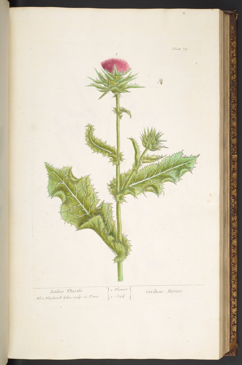Tafel 79, Mariendistel, aus 