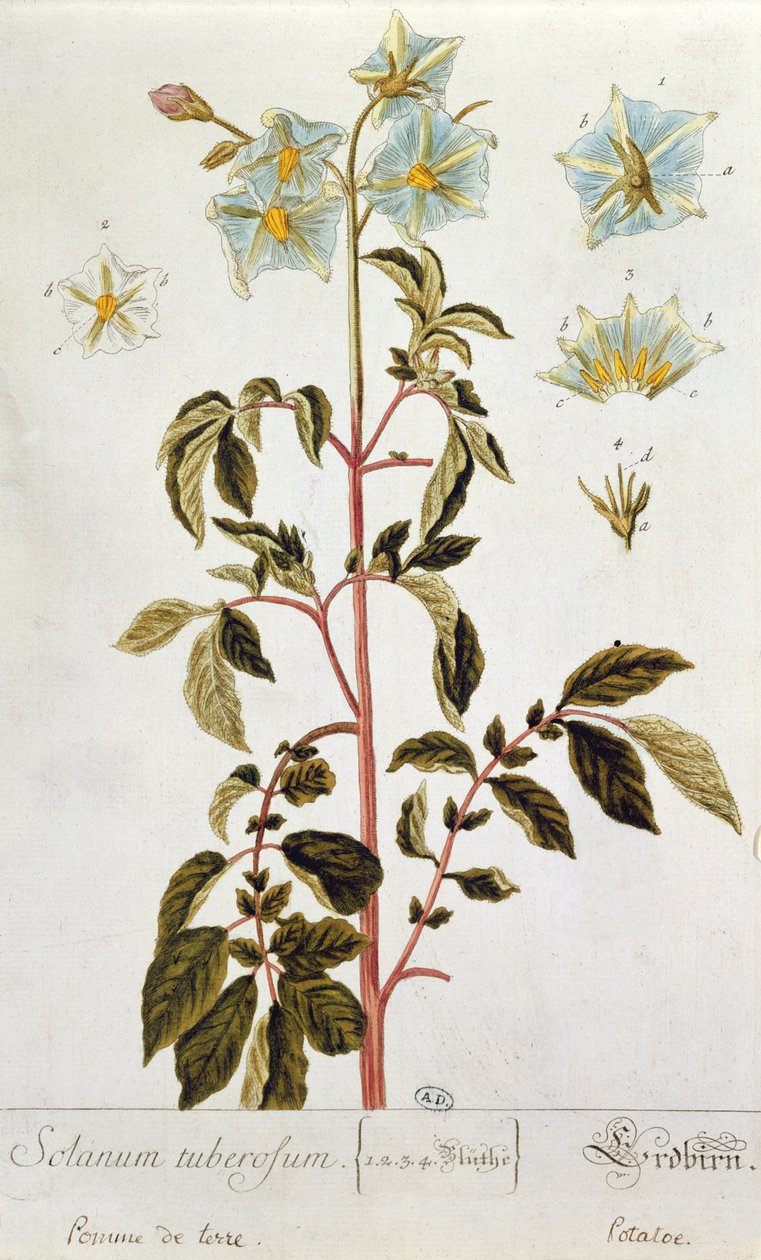 Kartoffelblüten, Tafel aus 