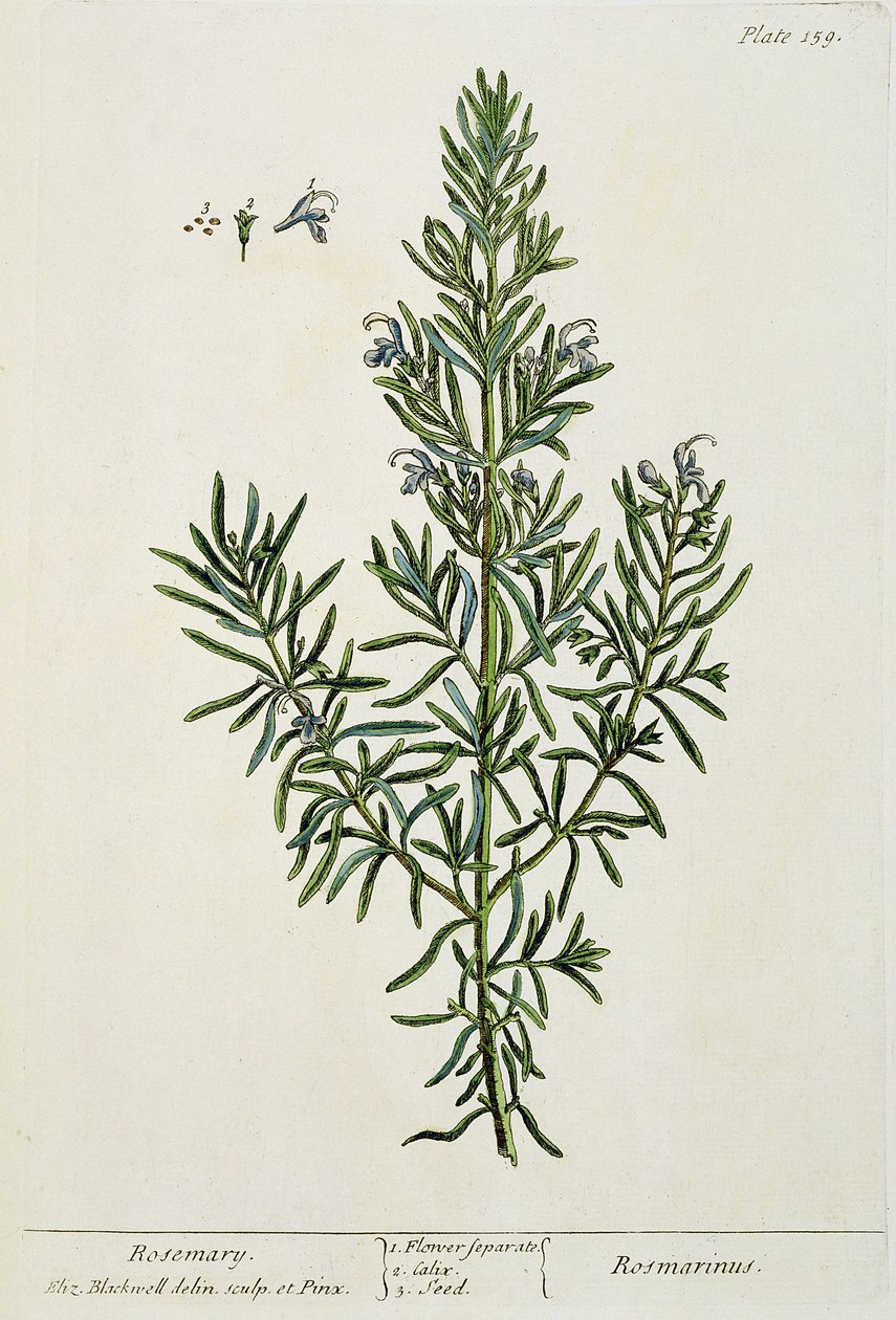 Rosmarinus Officinalis, aus 