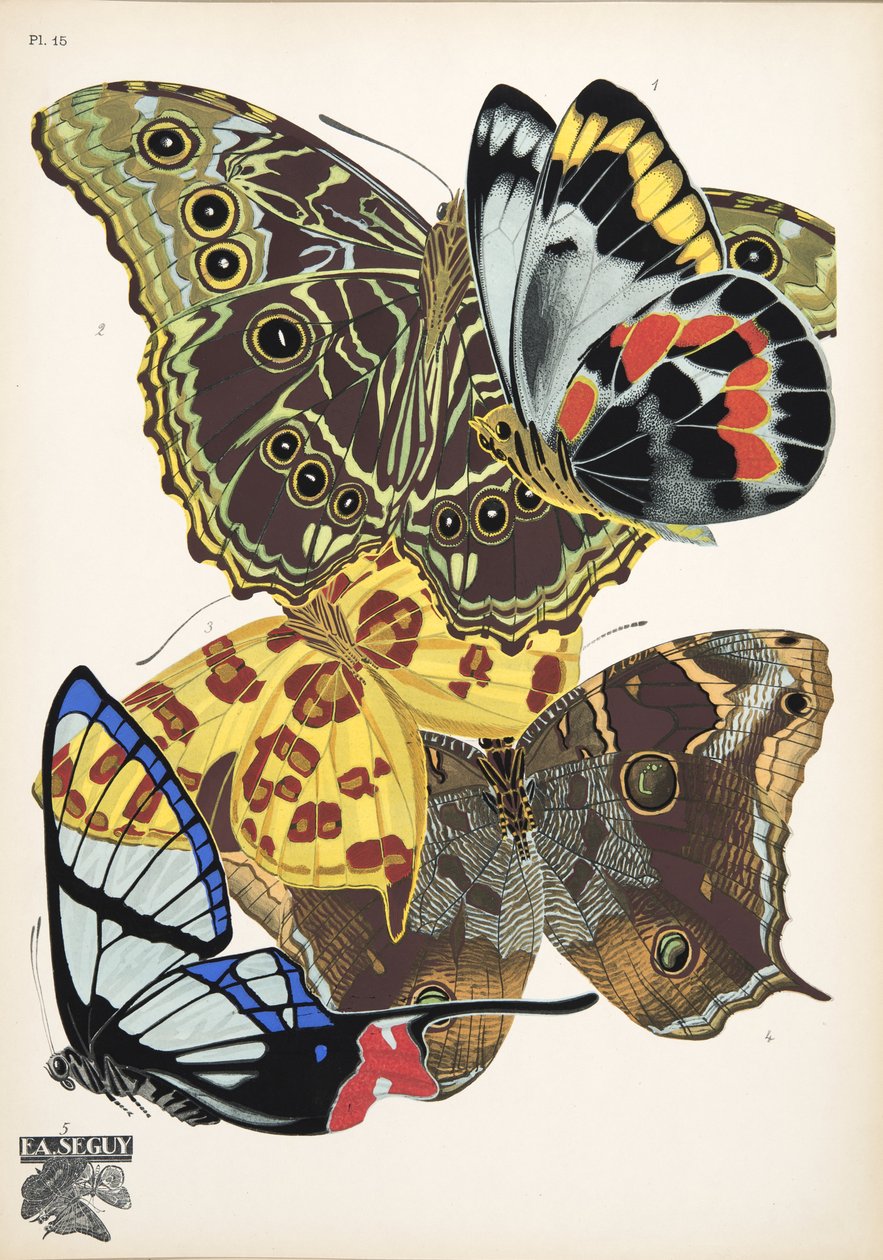 Tafel 15 aus Papillons, veröffentlicht 1925 von Émile Allain Séguy