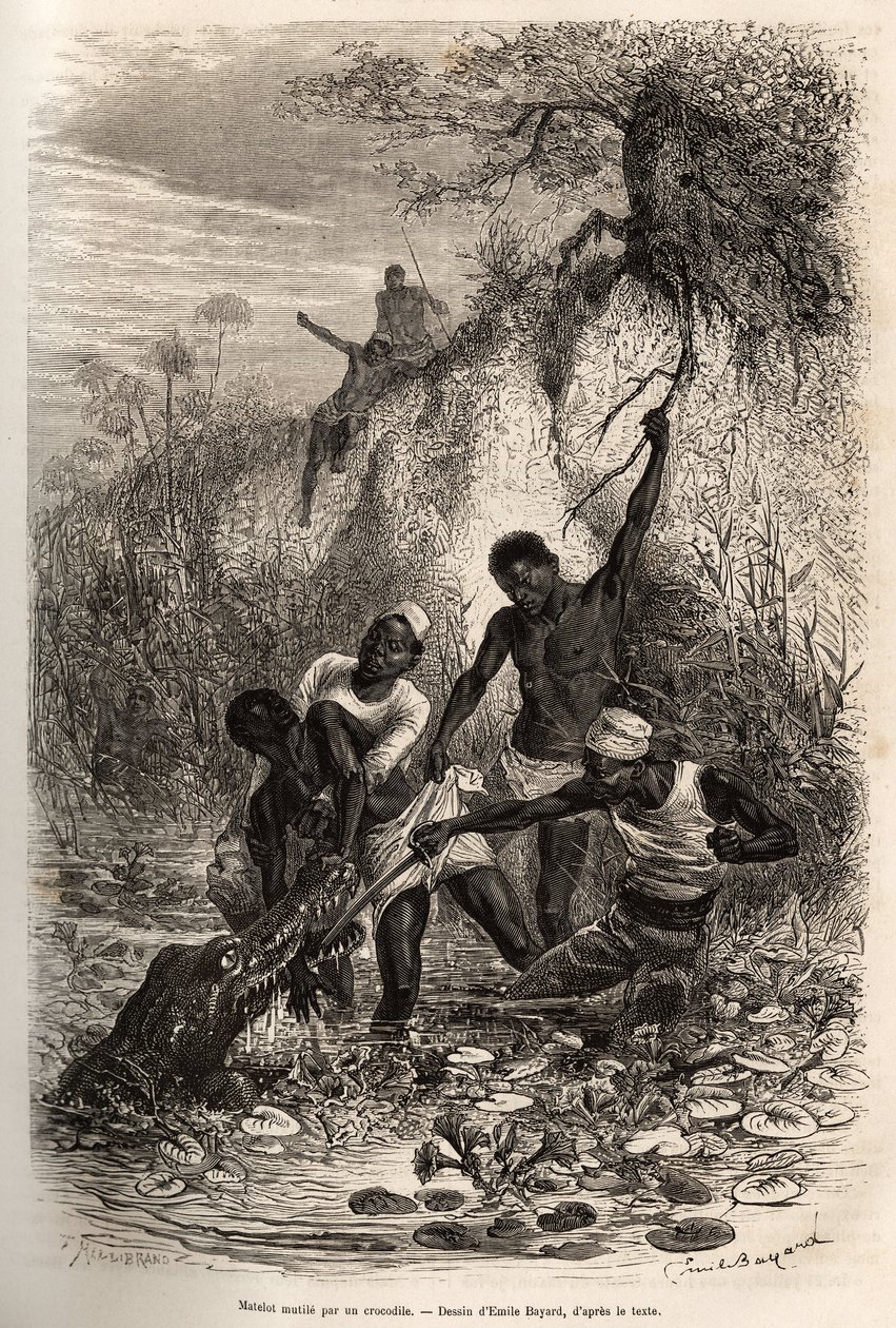 Ein Matrose der Expedition, der Convolvus (essbare Wasserpflanze, die sich auf der Wasseroberfläche ausbreitet) zurückgewonnen hat, wird am Ellbogen von einem Krokodil ergriffen; er verdankt sein Überleben nur dem Eingreifen seiner Kameraden, Radierung von von Emile Antoine Bayard