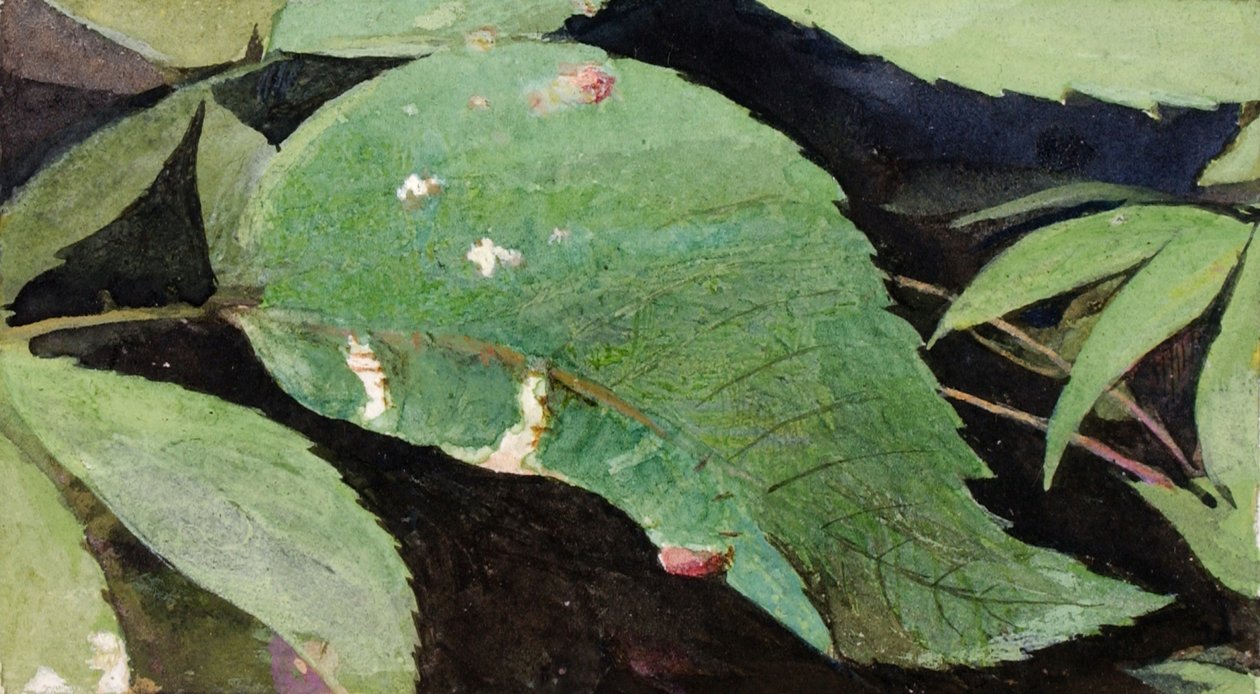 Weißbirkenblatt-Raupe, späte 19. bis frühe 20. Jahrhundert von Emma Beach Thayer
