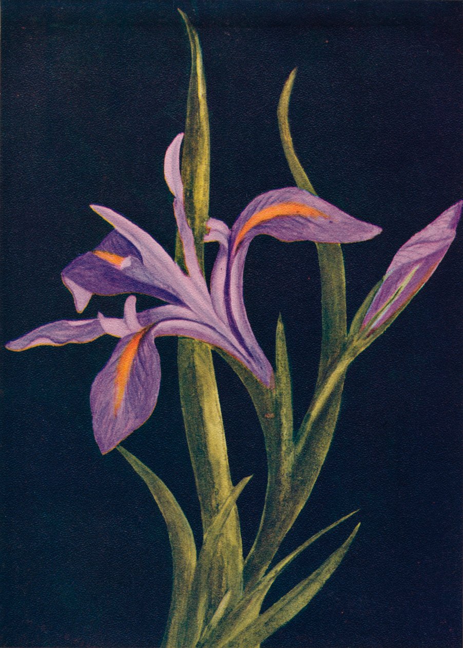 Boden-Iris, um 1915 von Emma Graham Clock