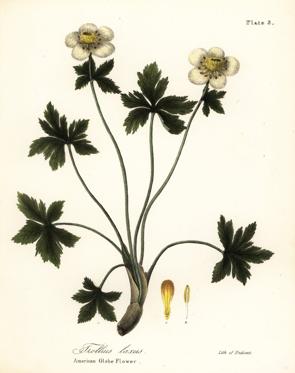 Amerikanische Kugelblume, Trollius laxus von Endicott Endicott