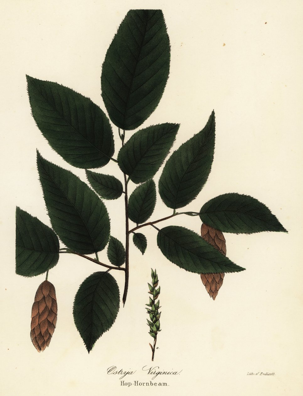 Amerikanische Hopfenbuche, Ostrya virginiana (Hopfenbuche, Ostrya virginica) von Endicott Endicott
