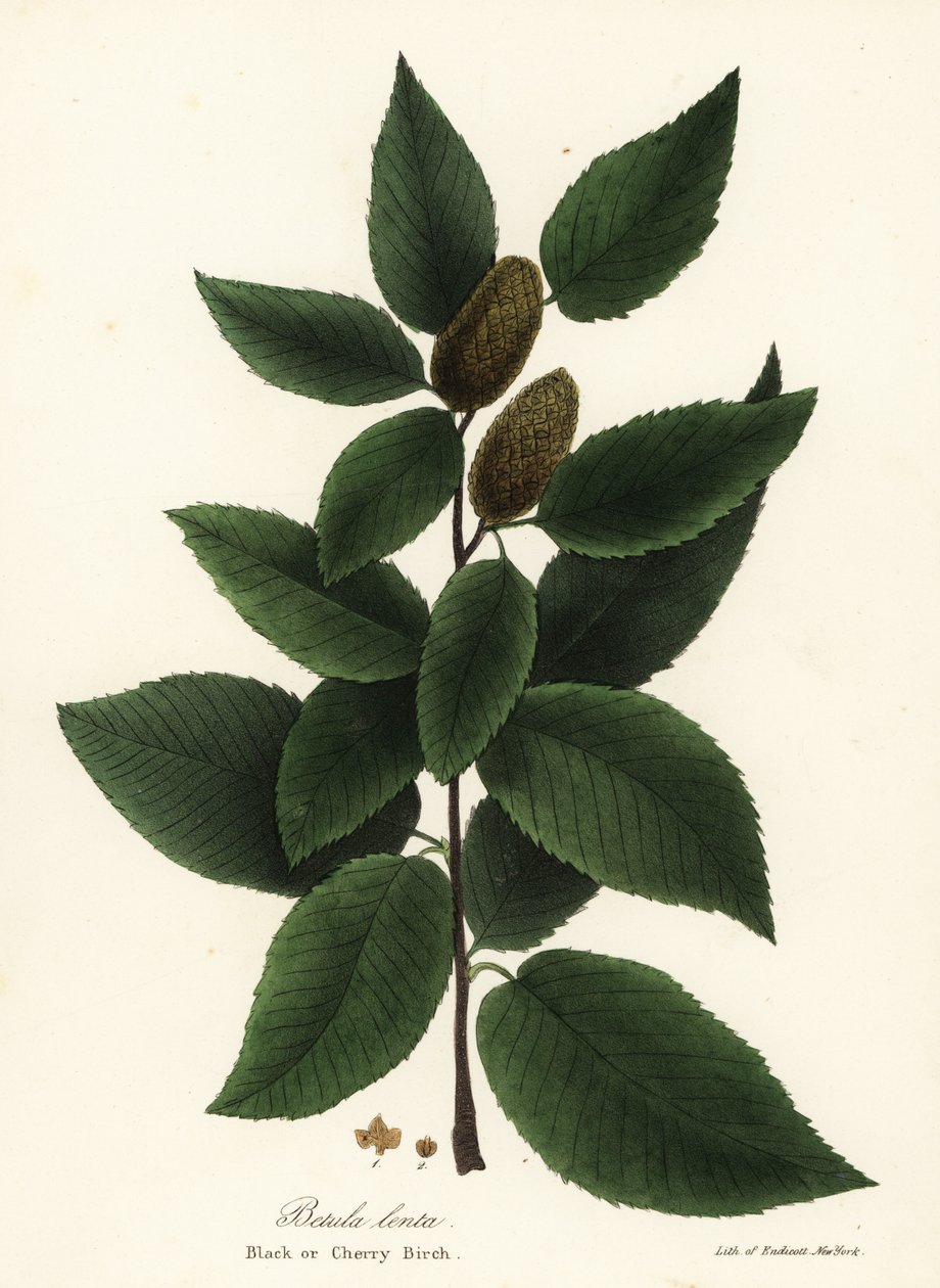 Schwarze Birke oder Kirschbirke, Betula lenta von Endicott Endicott