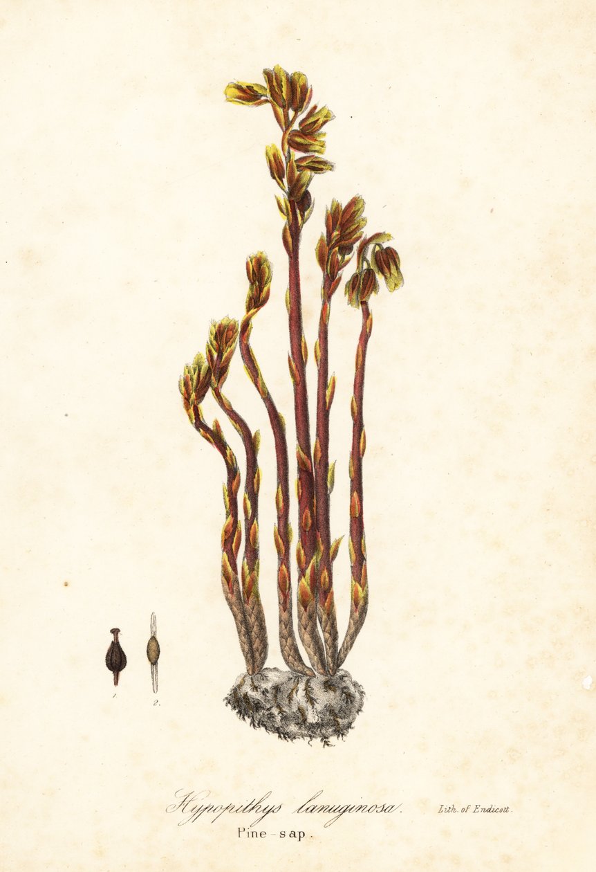 Falsche Buchenmistel, Monotropa hypopitys von Endicott Endicott