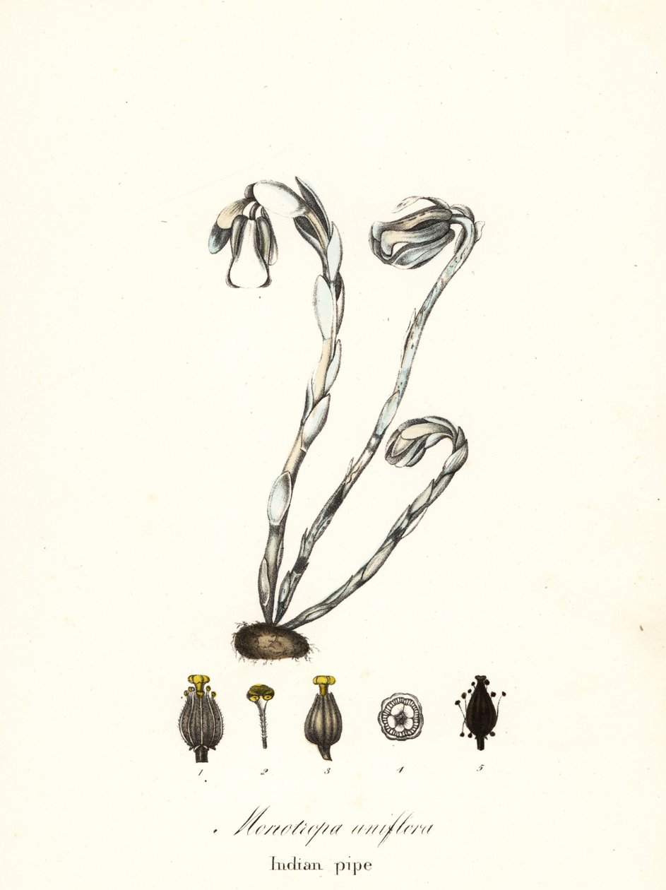 Geisterpflanze, Geisterrohr, Indianerpfeife oder Leichenpflanze, Monotropa uniflora von Endicott Endicott