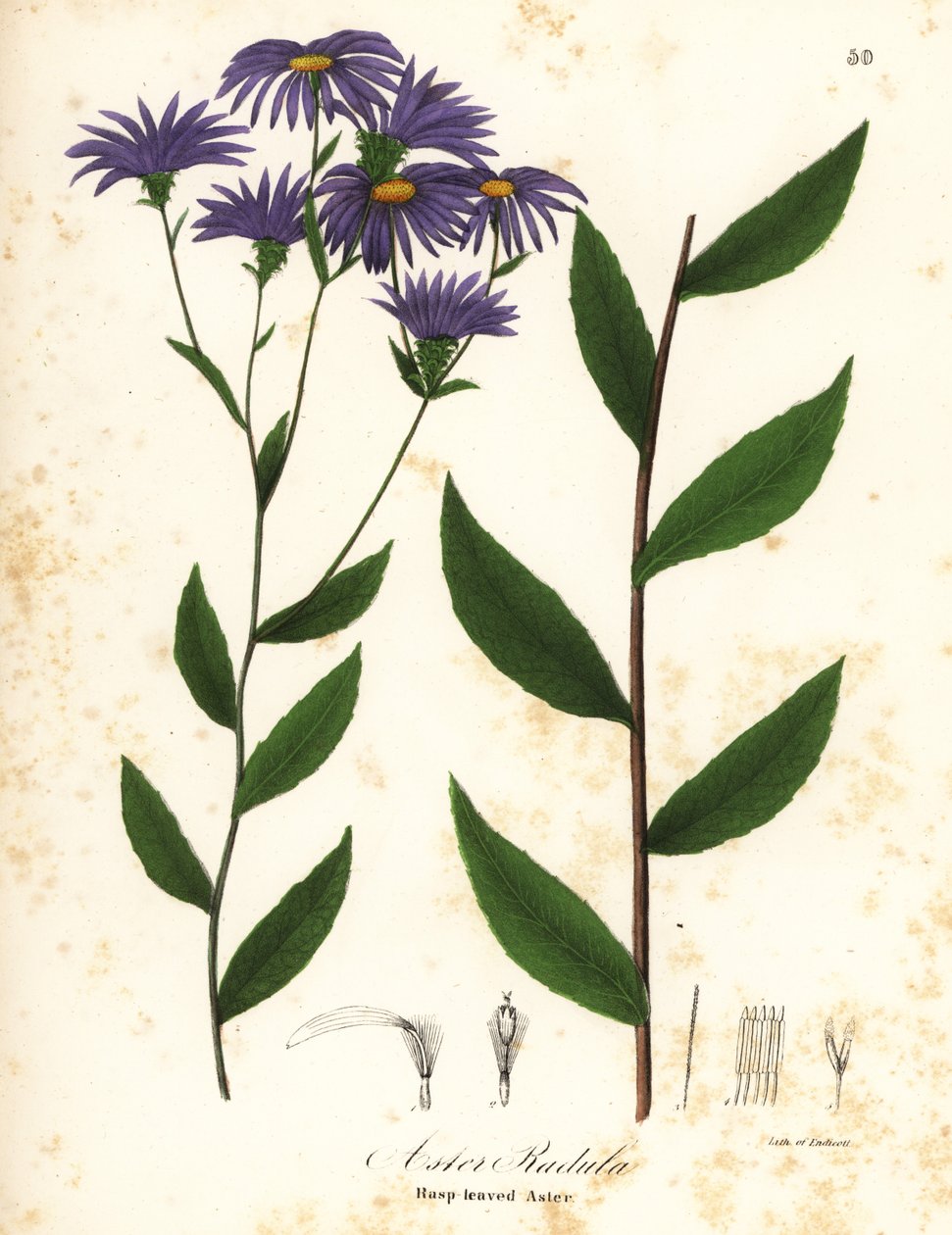 Rauer Aster oder Rauhblatt-Aster, Eurybia radula von Endicott Endicott