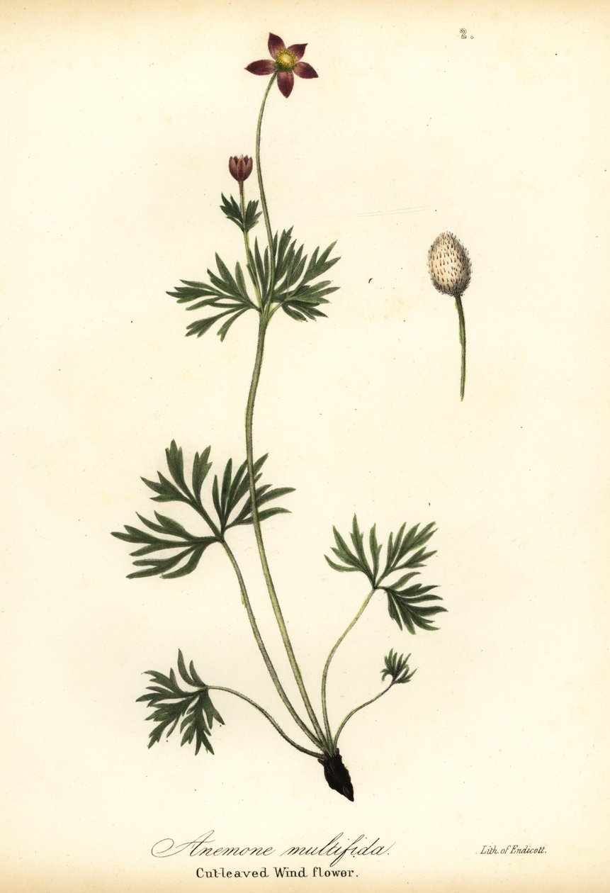 Pazifische Anemone oder Schnittblättrige Windblume, Anemone multifida von Endicott Endicott