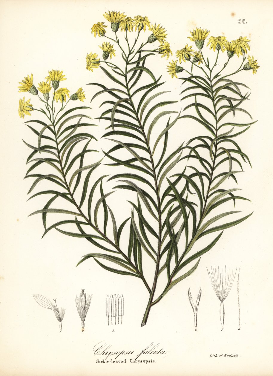 Sichelblatt-Seidengras oder Sichelblättriger Goldaster, Pityopsis falcata (Sichelblättrige Chrysopsis, Chrysopsis falcata) von Endicott Endicott