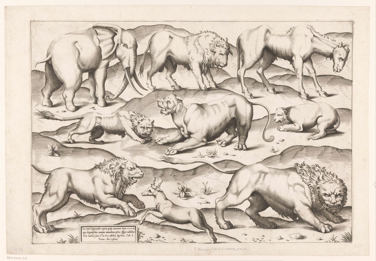 Neun wilde Tiere von Enea Vico (attributed to)