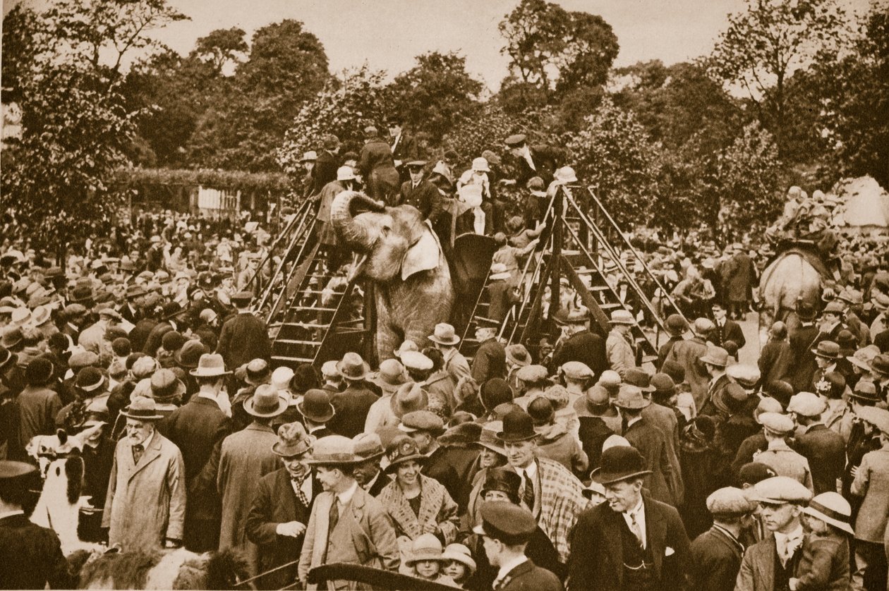 Tierfahrten im Londoner Zoo von English Photographer