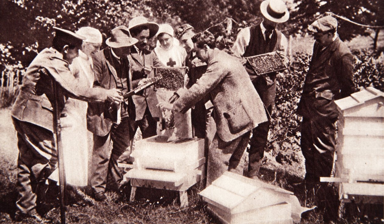 Bienenzuchtunterricht nach Lord Eglintons Plan: Wabenuntersuchung, aus The Illustrated War News, 5. Juli 1916 von English Photographer