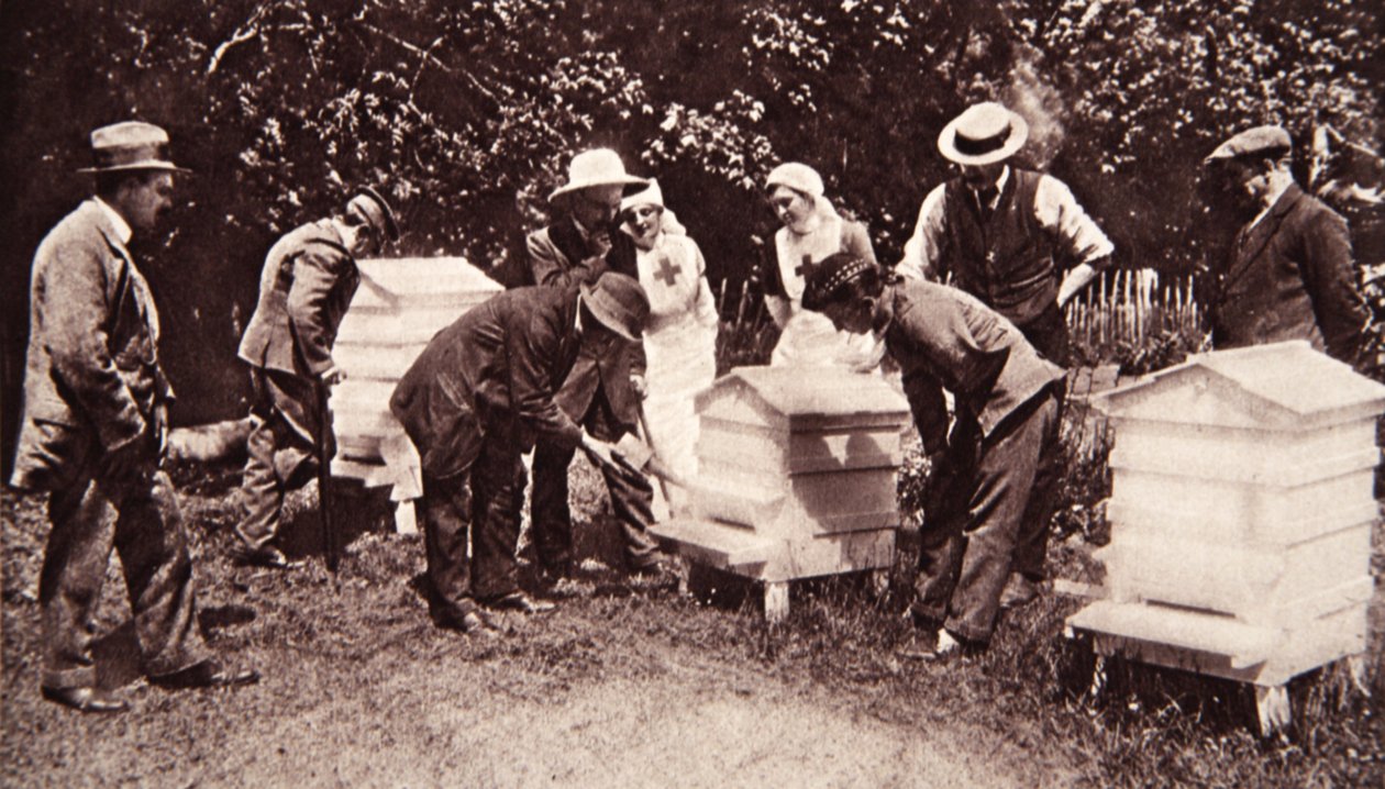 Bienenzuchtunterricht nach Lord Eglintons Plan: Räucherung, aus The Illustrated War News, 5. Juli 1916 von English Photographer